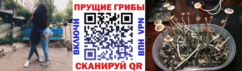 наркотики  Сортавала  Галлюциногенные грибы MAGIC MUSHROOMS 